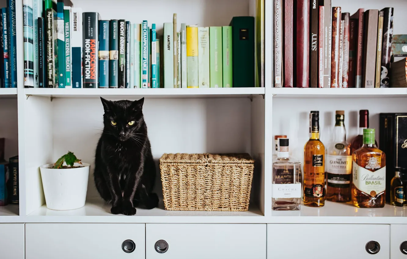 Photo wallpaper cat, cat, look, room, black, furniture, books, Panther