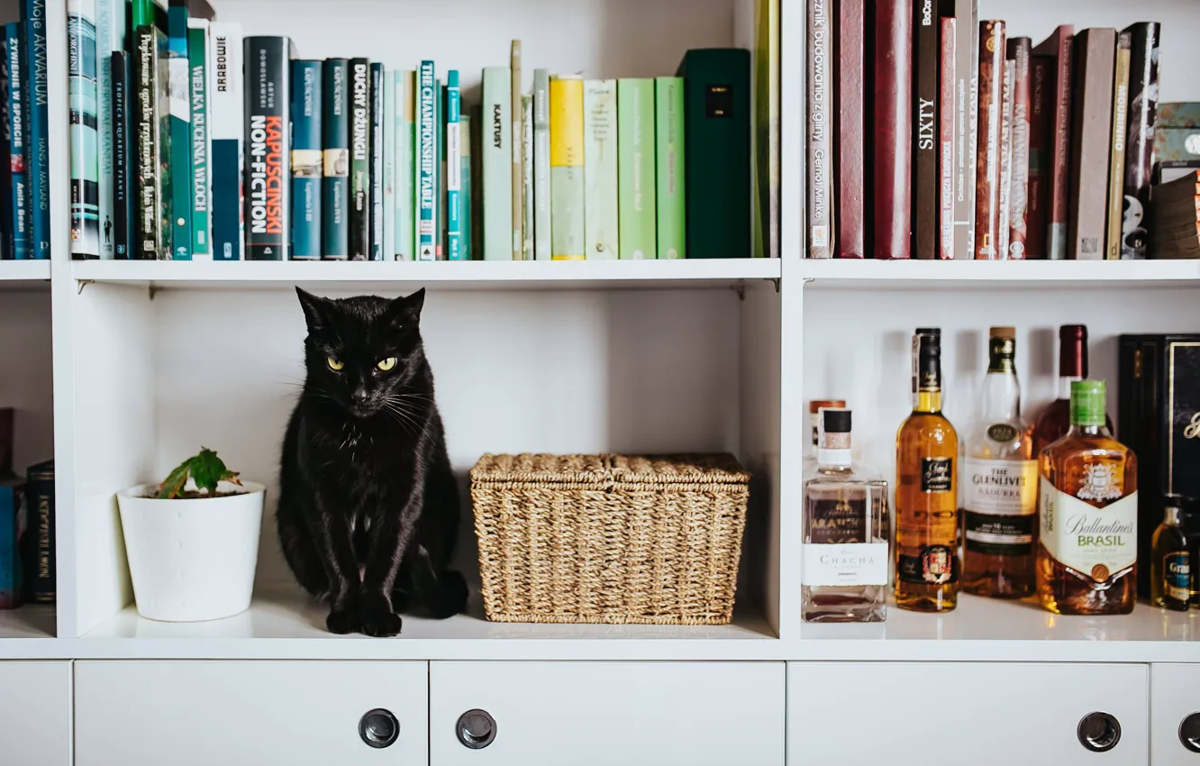 Photo wallpaper cat, cat, look, room, black, furniture, bottle, Panther