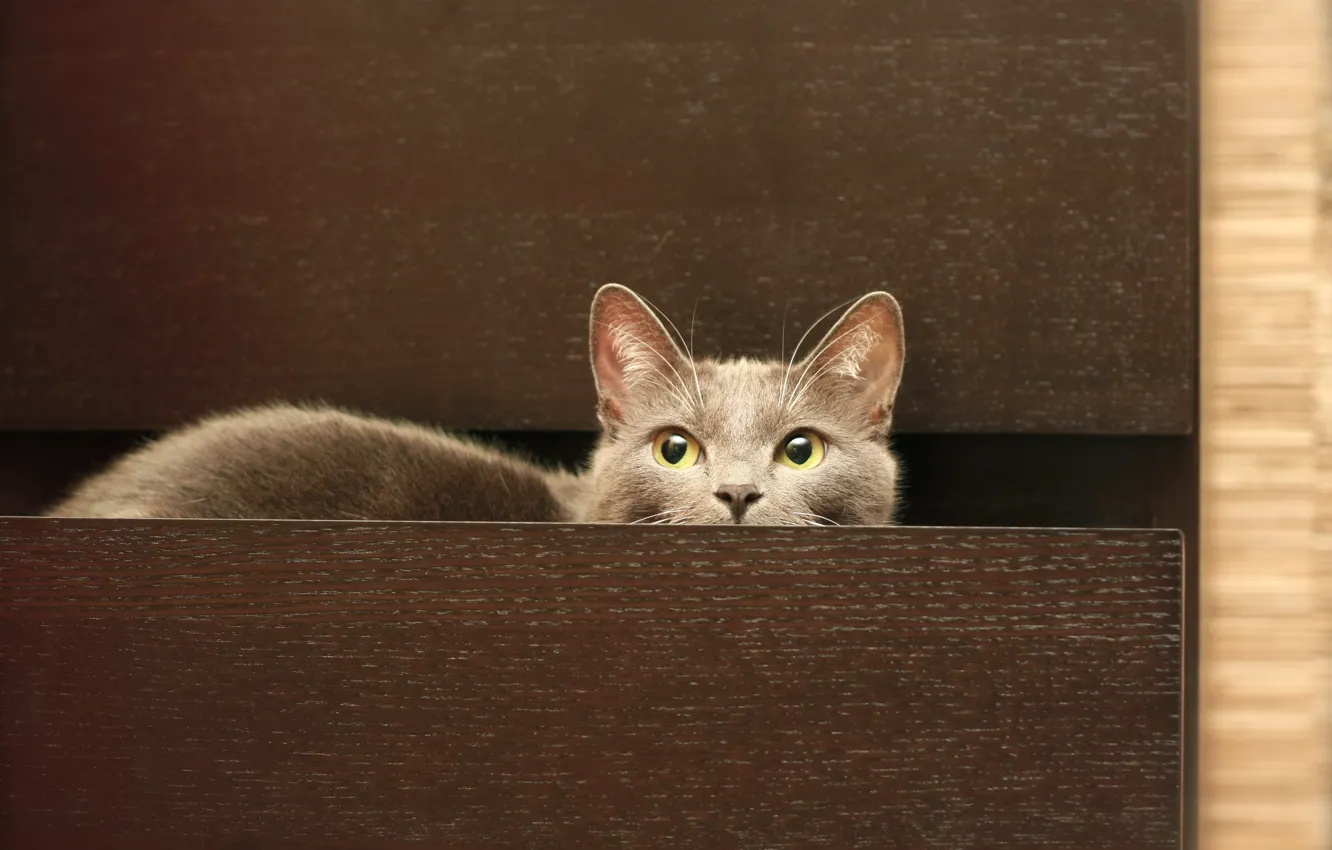 Photo wallpaper cat, grey, Cat, chest