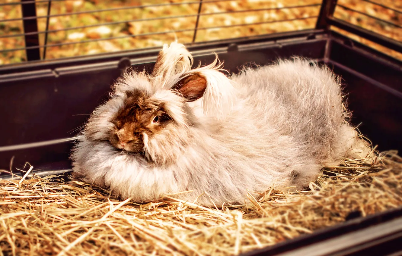 Photo wallpaper Wallpaper, fluffy, rabbit, lies