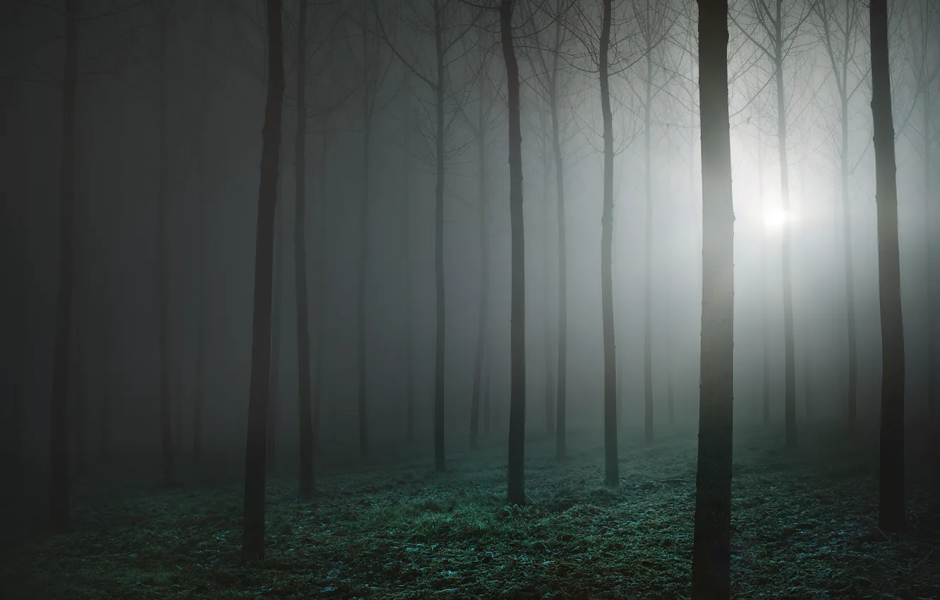 Photo wallpaper forest, fog, forest, fog, Luke Rebustini