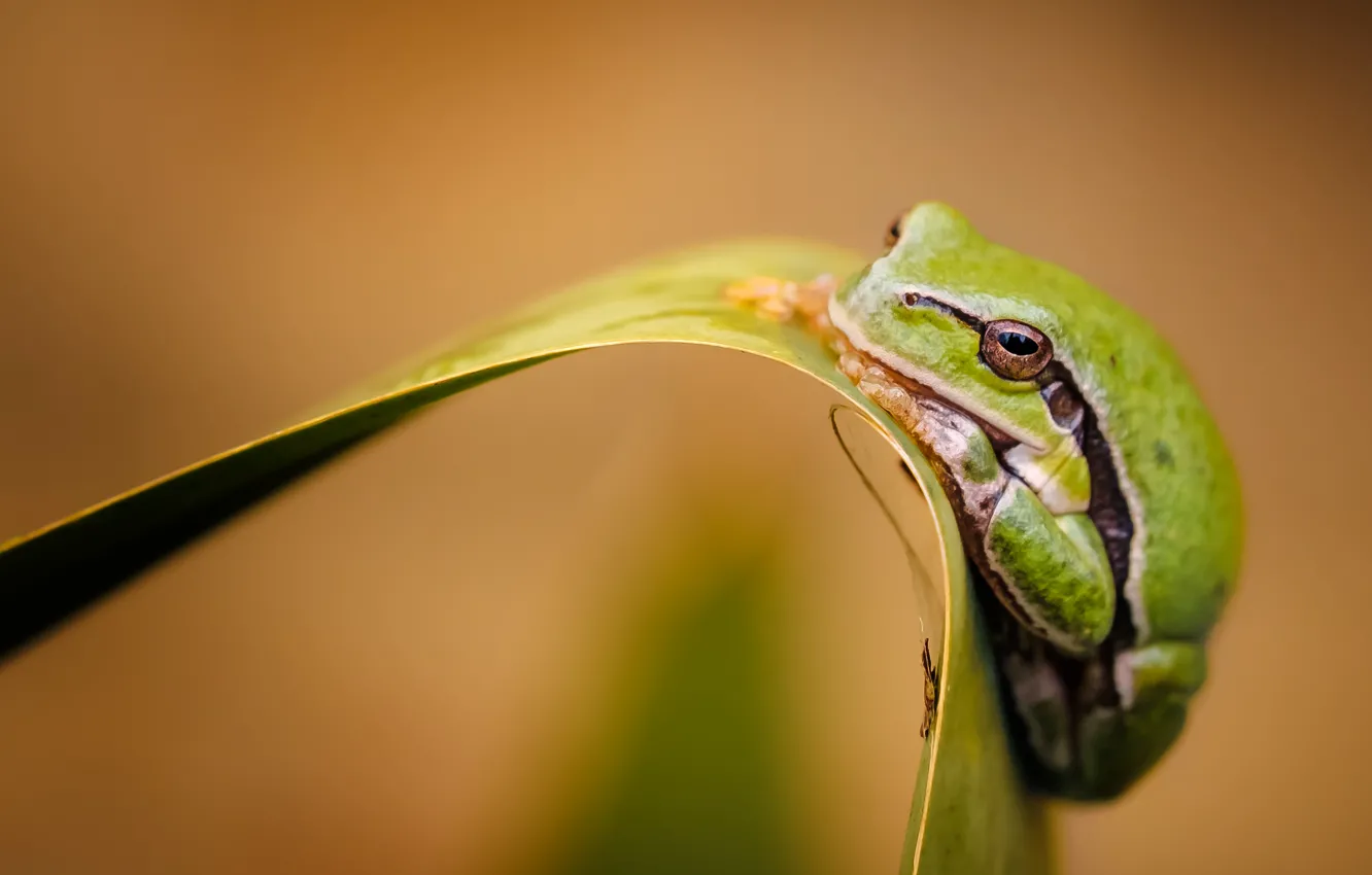 Photo wallpaper green, background, leaf, frog