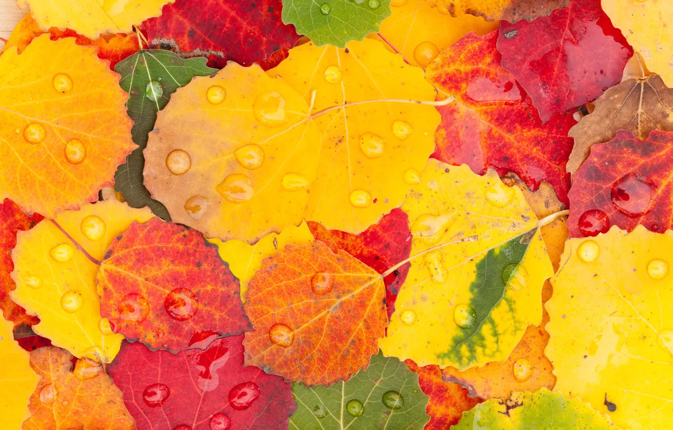 Photo wallpaper autumn, leaves, drops