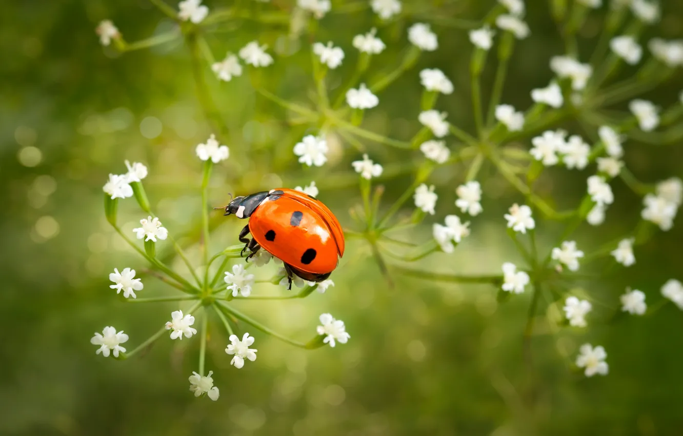Photo wallpaper summer, macro, flowers, ladybug, beetle