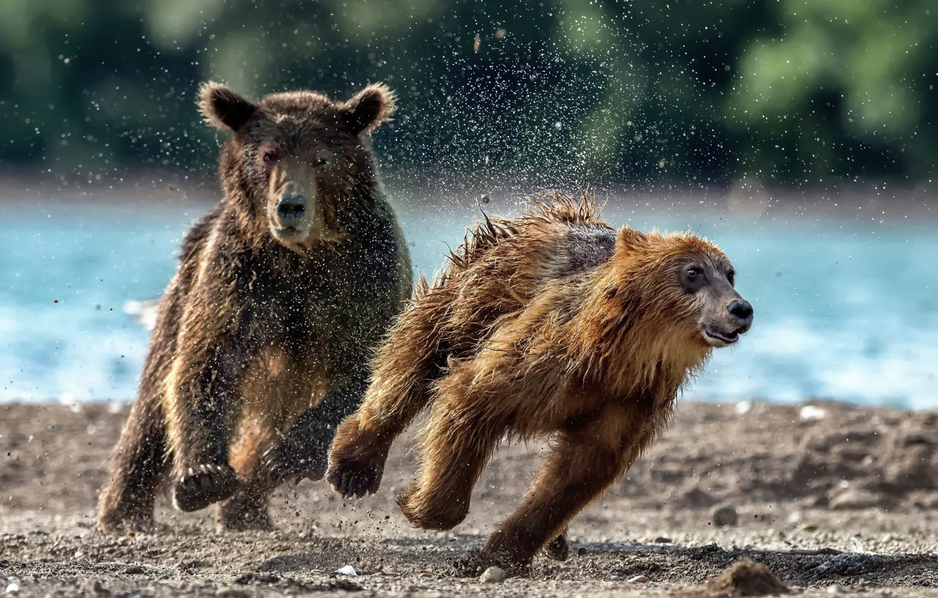 Photo wallpaper squirt, bear, running