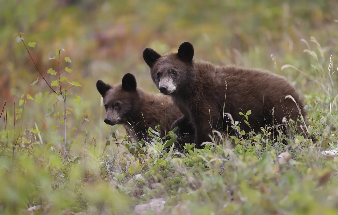 Photo wallpaper nature, bear, bear, a couple