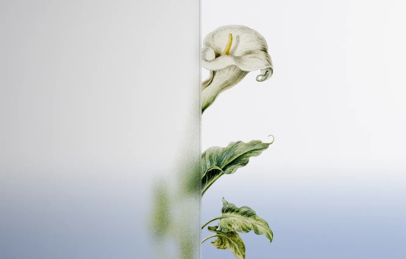 Photo wallpaper white, glass, leaves, flowers, plant, minimalism, light background, Calla lilies