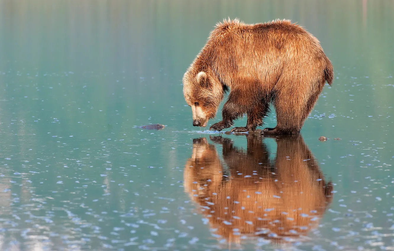 Photo wallpaper water, reflection, shore, mirror, bear, bear, pond, brown