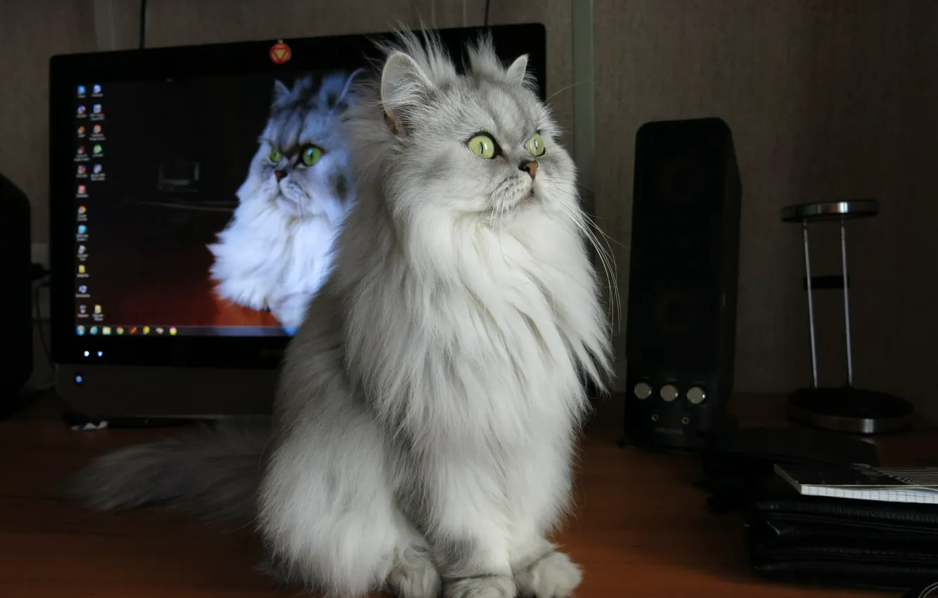 Photo wallpaper cat, friendly, my, clever