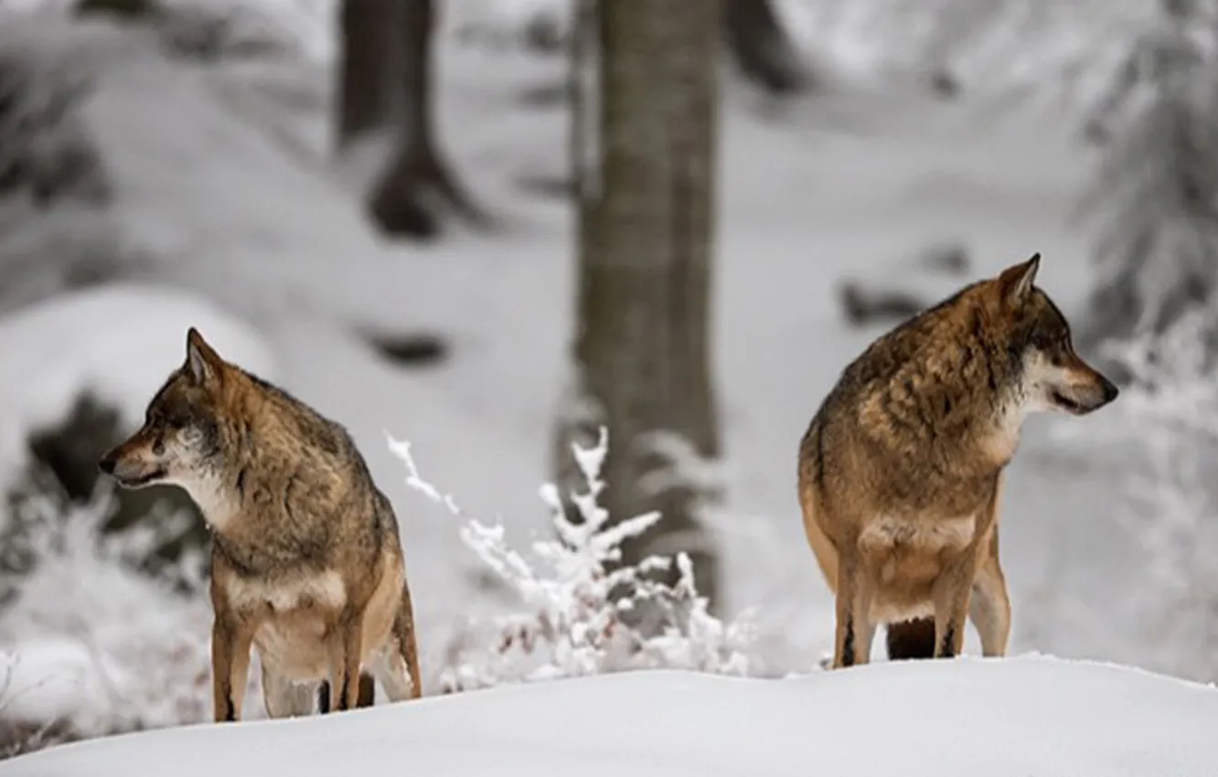 Photo wallpaper Predator, nature, snow, face, animal, wolf, canis lupus, wildlife