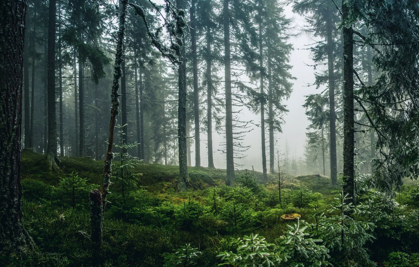 Photo wallpaper Fog, Trees, Forest, Nature, Fog, Forest, Trees