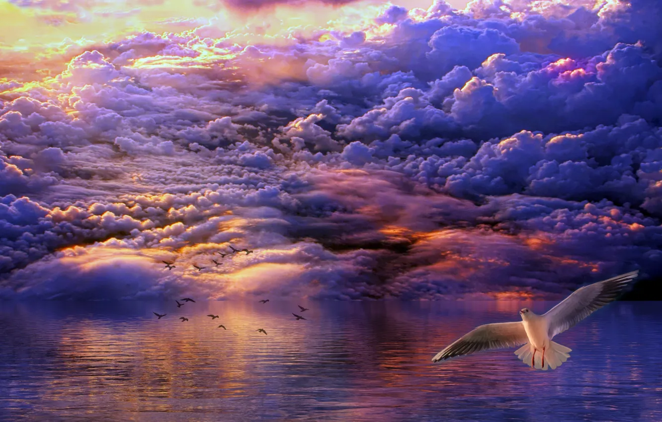 Photo wallpaper clouds, birds, the ocean, dawn