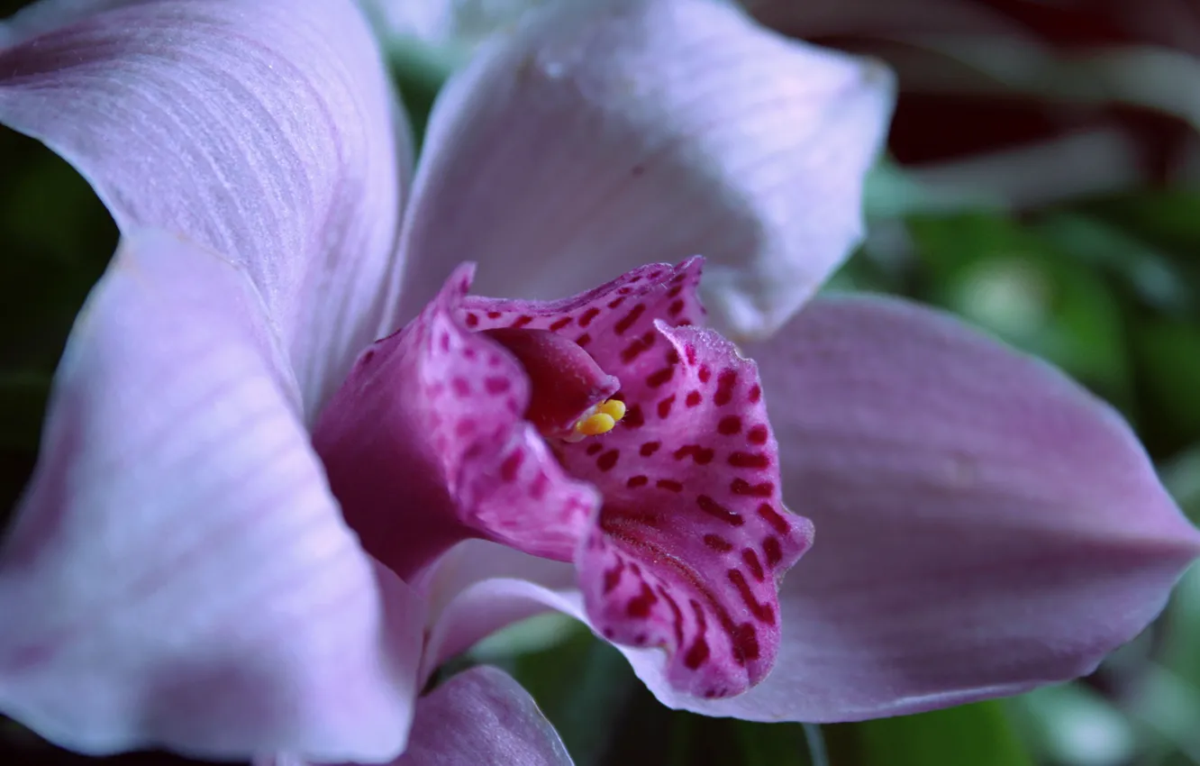 Photo wallpaper light, beauty, Orchid