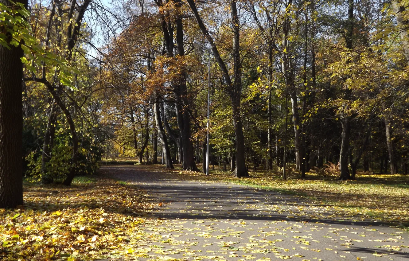 Photo wallpaper road, autumn, Park, trees. foliage