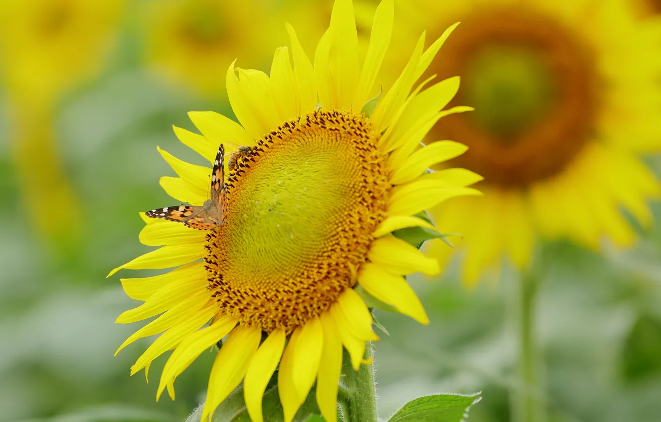 Photo wallpaper sunflowers, flowers, butterfly, petals, moth