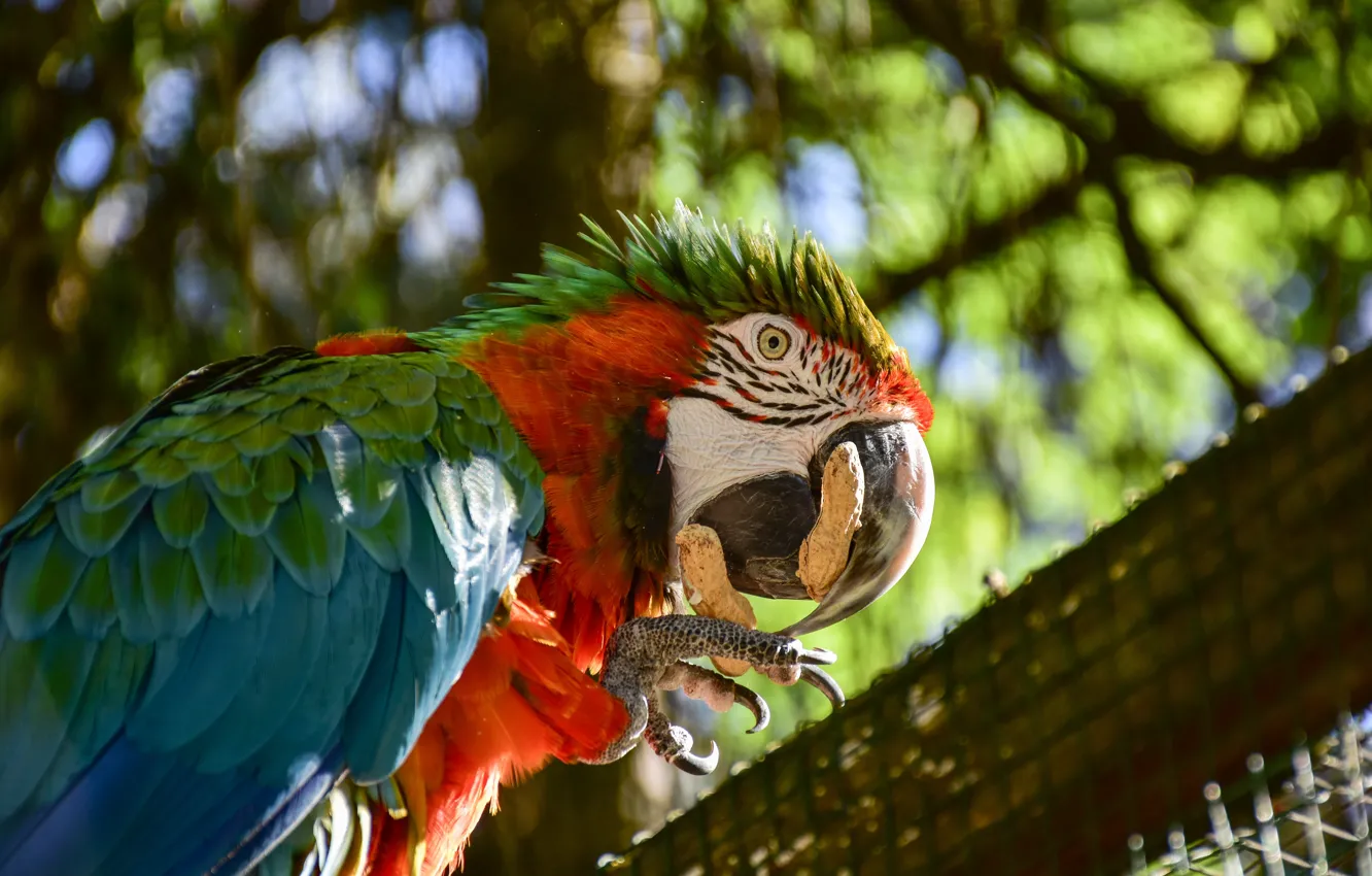 Photo wallpaper look, light, branches, pose, mesh, bird, the fence, parrot