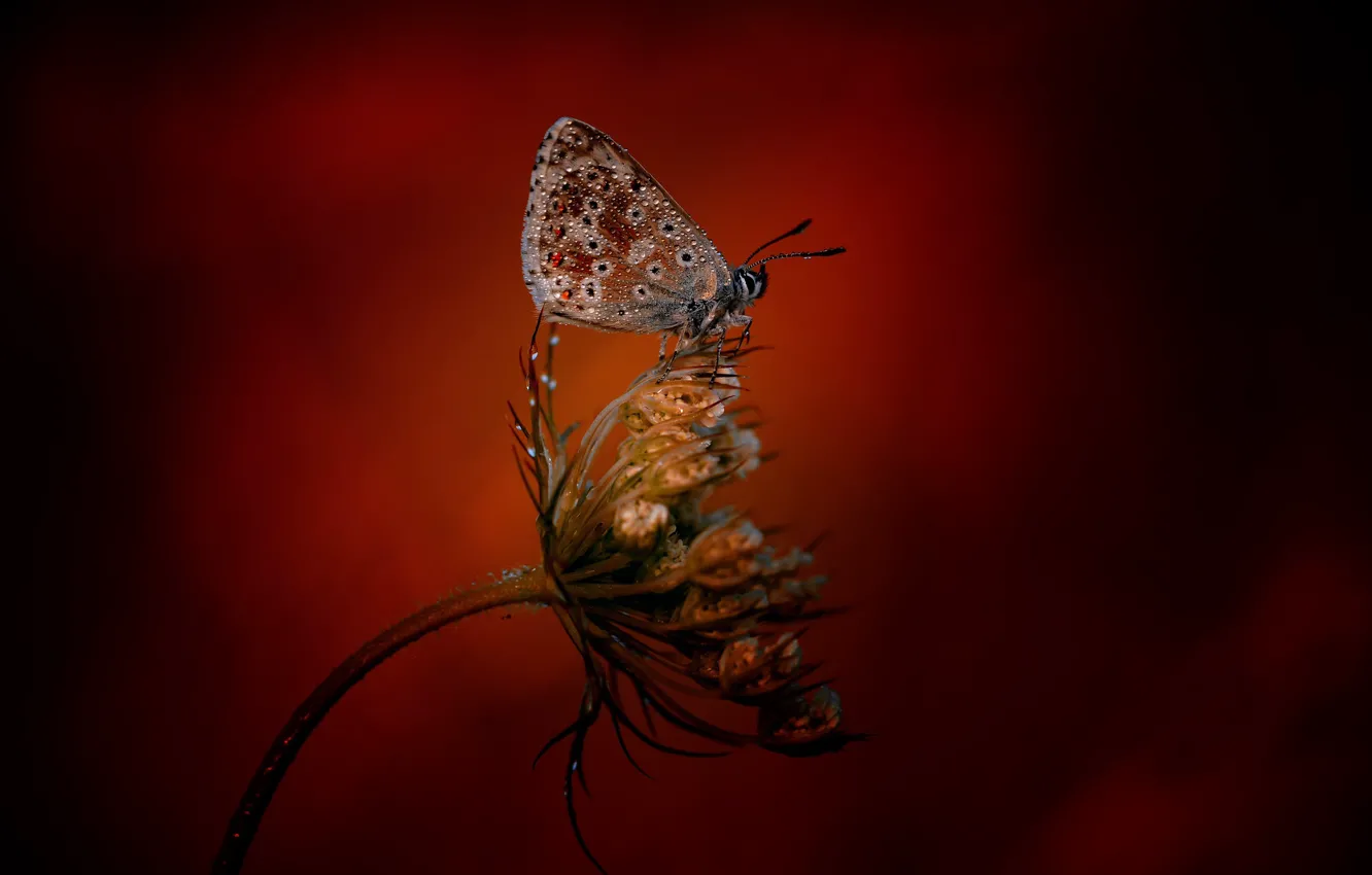 Photo wallpaper butterfly, plant, butterfly
