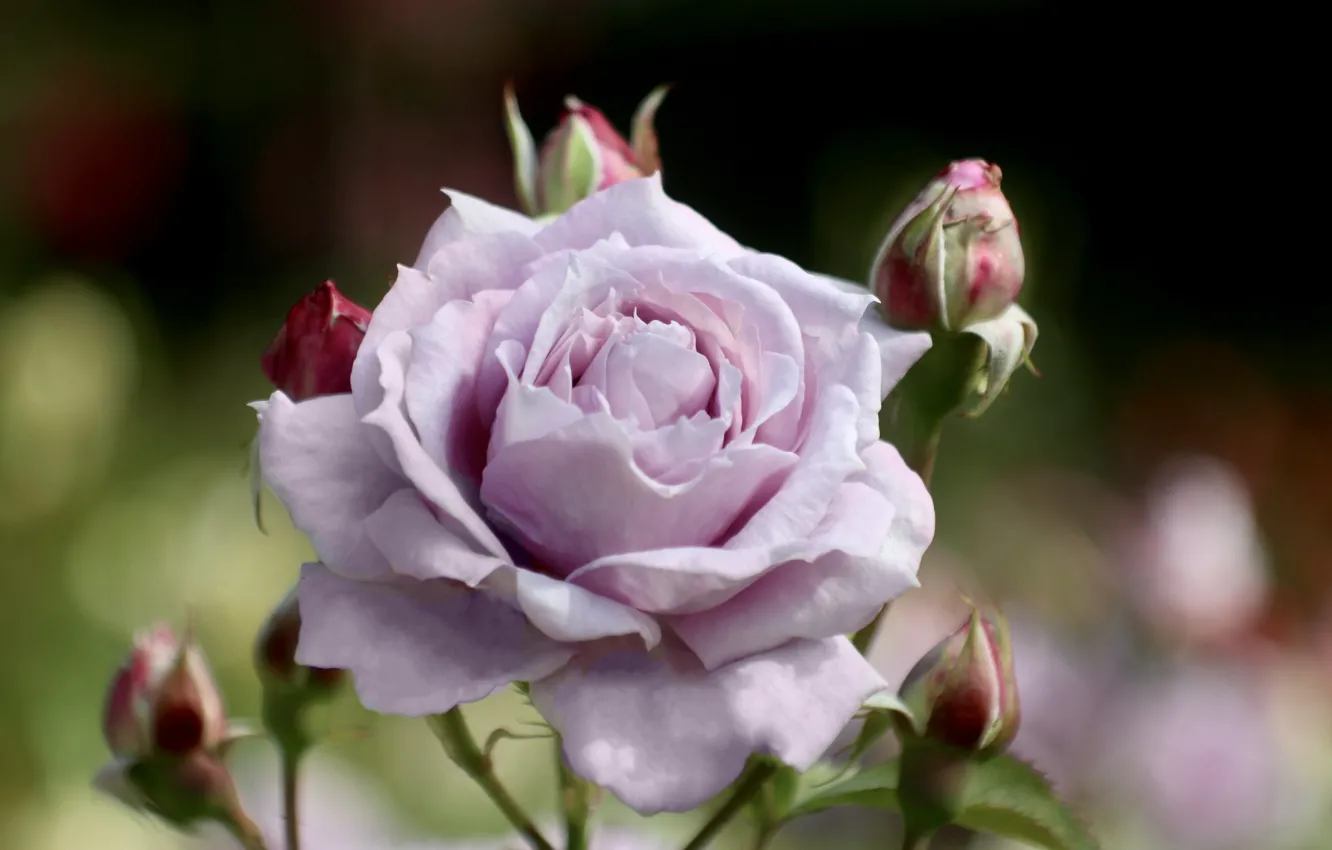 Photo wallpaper roses, petals, buds