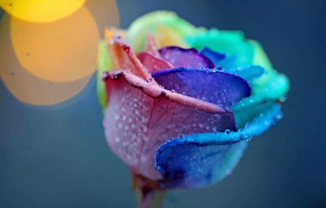 Photo wallpaper flower, drops, macro, light, Rosa, rose, petals, colors