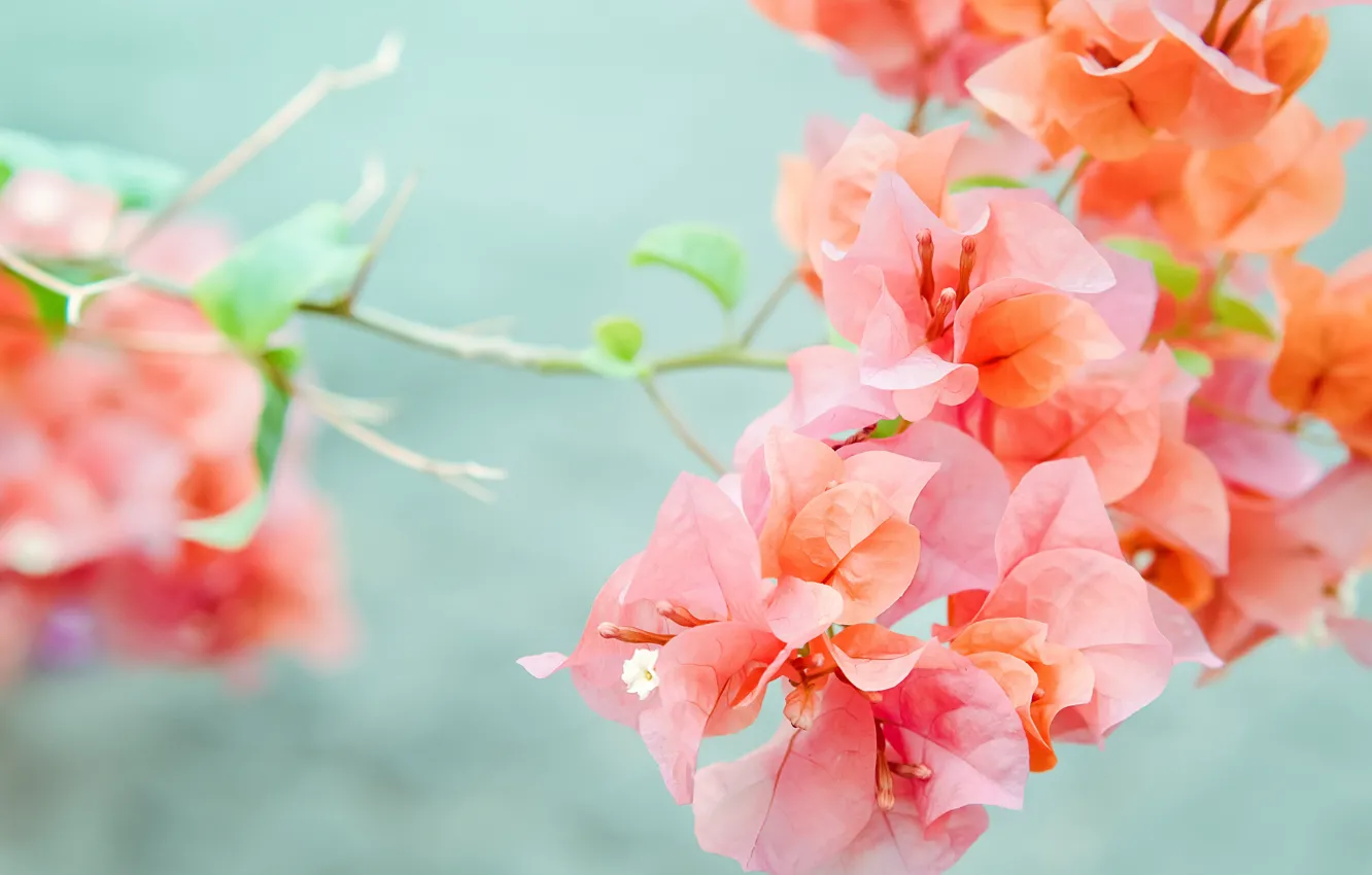 Photo wallpaper flowers, nature, branch, Buganvilia, Pink-orange