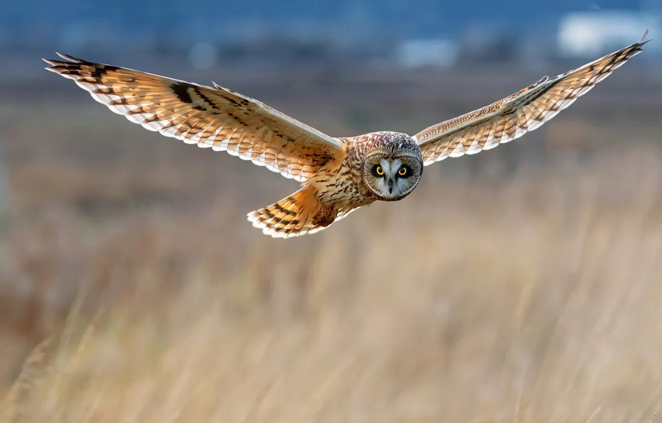 Photo wallpaper the sun, flight, nature, owl, bird, bokeh, Short-eared owl, Short-Eared Owl