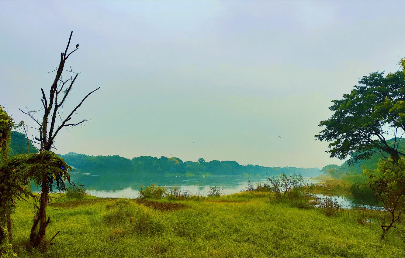 Photo wallpaper grass, sky, trees, water, lake, birds, morning, sun