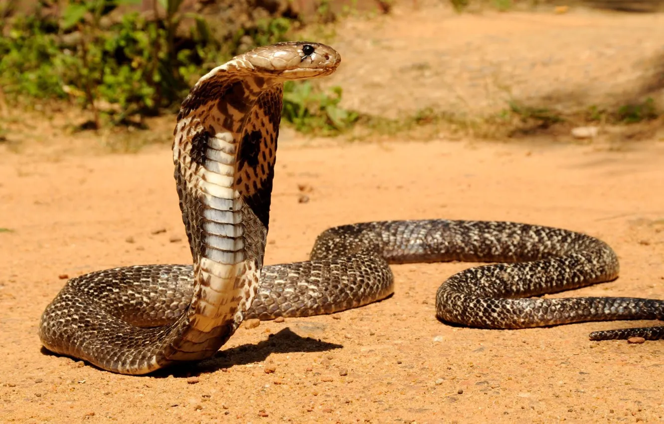 Photo wallpaper Snake, Cobra, Asia. animal, the king cobra