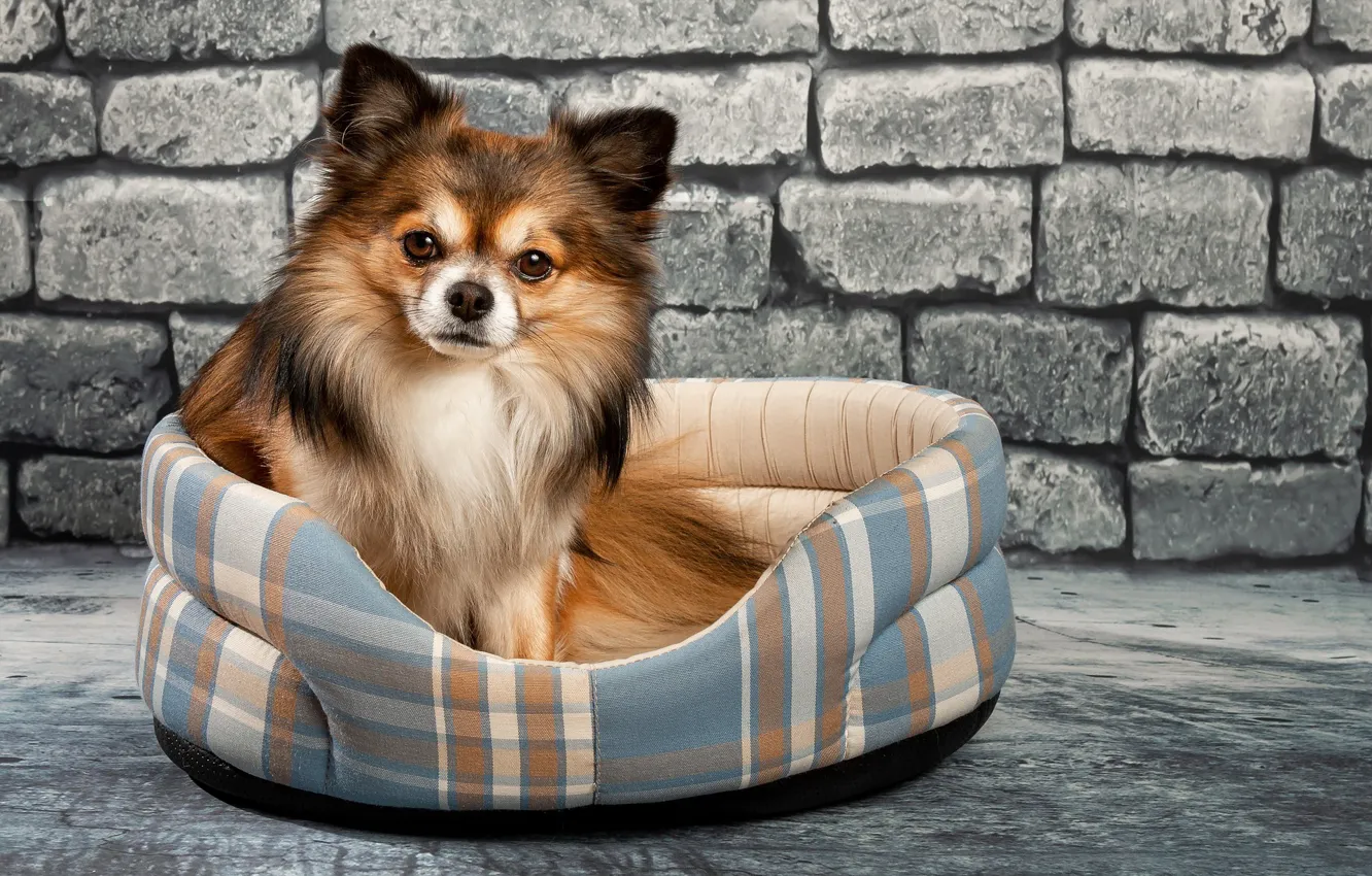 Photo wallpaper eyes, wall, dog, Chihuahua