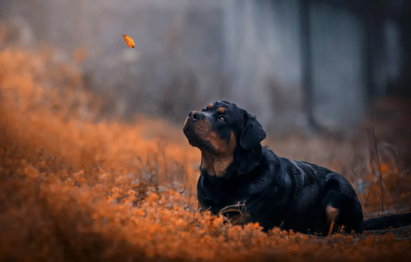 Photo wallpaper look, nature, pose, dog, face
