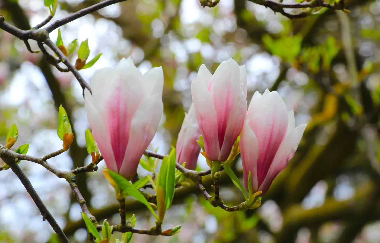 Photo wallpaper spring, magnolia, twig