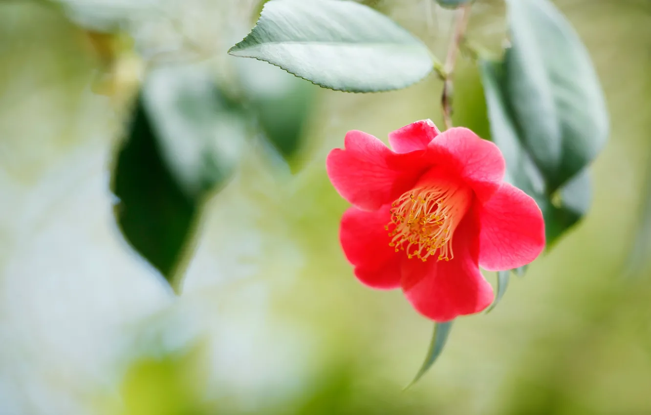 Photo wallpaper flower, leaves, green, background, blur, red, scarlet, bokeh