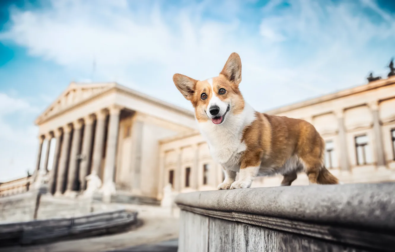 Photo wallpaper the building, dog, the parapet, Welsh Corgi