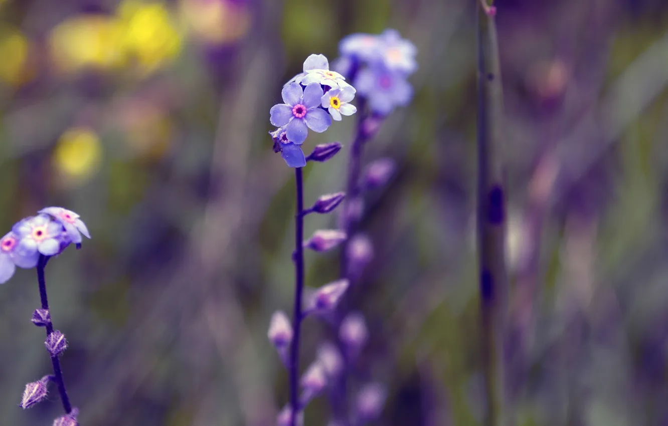 Photo wallpaper flower, grass, flowers, morning
