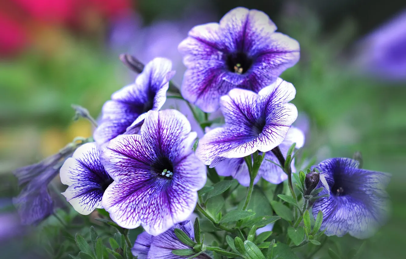 Photo wallpaper flowers, petals, blur, purple, veins, petunias