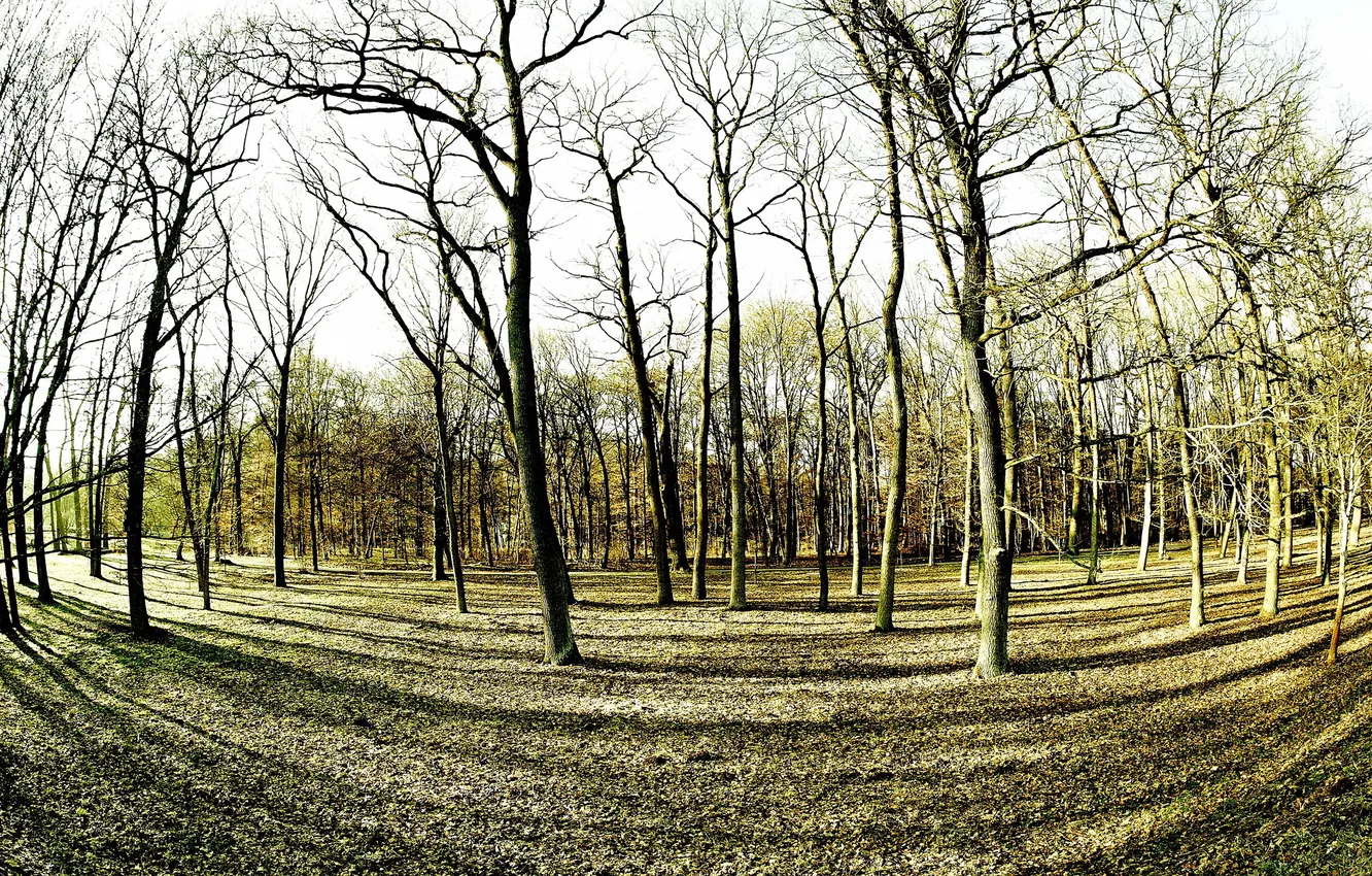 Photo wallpaper forest, trees, nature