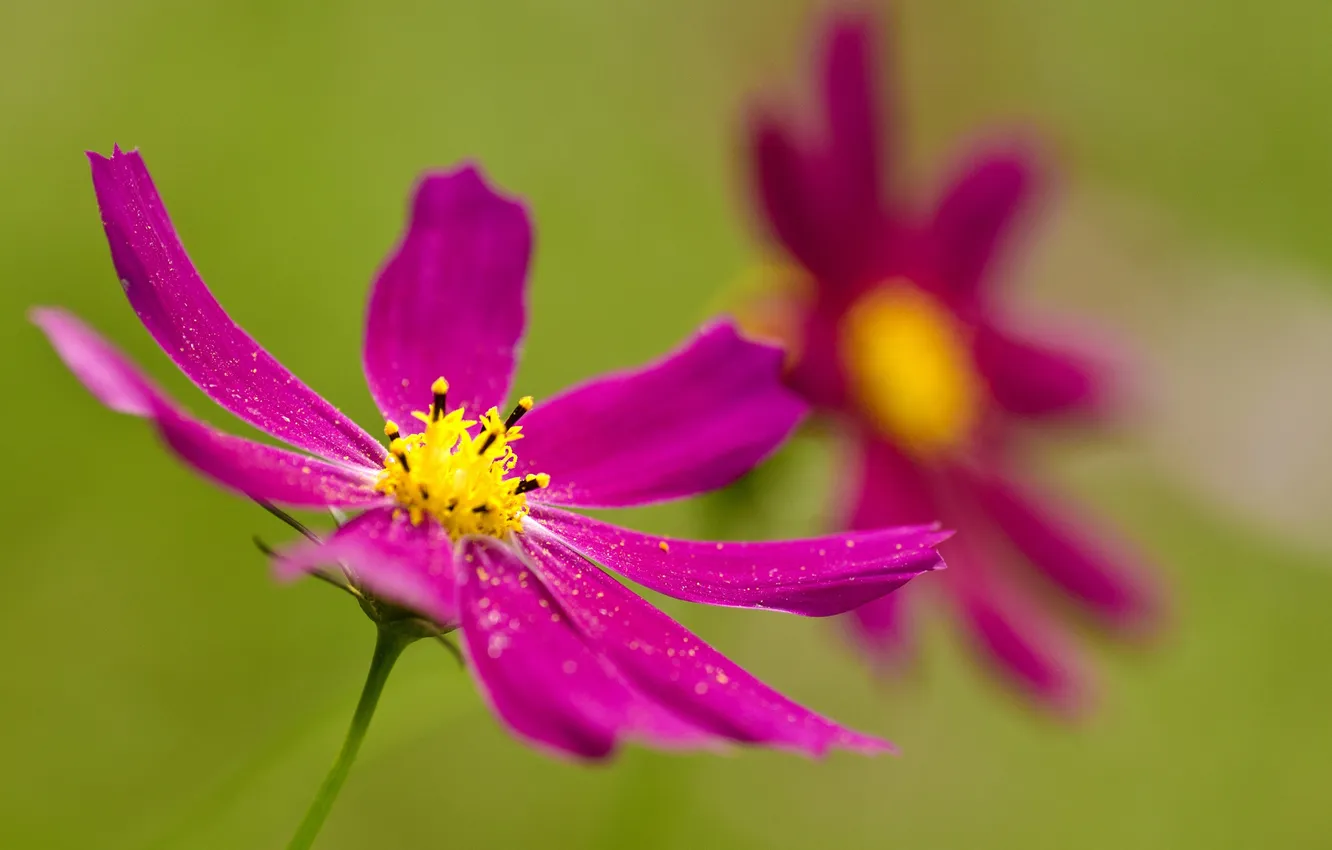 Photo wallpaper flowers, paint, petals, kosmeya