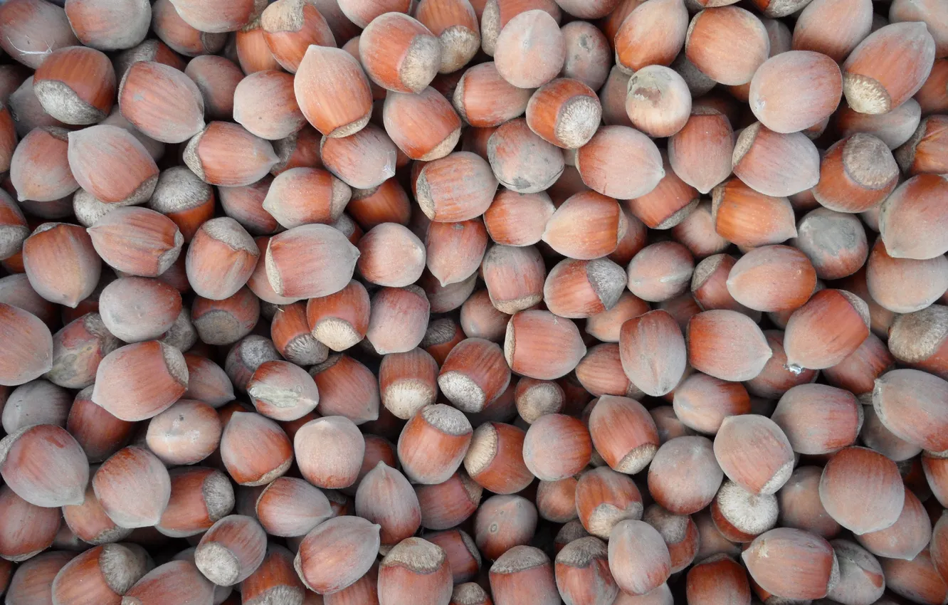 Photo wallpaper nuts, hazelnuts, collected