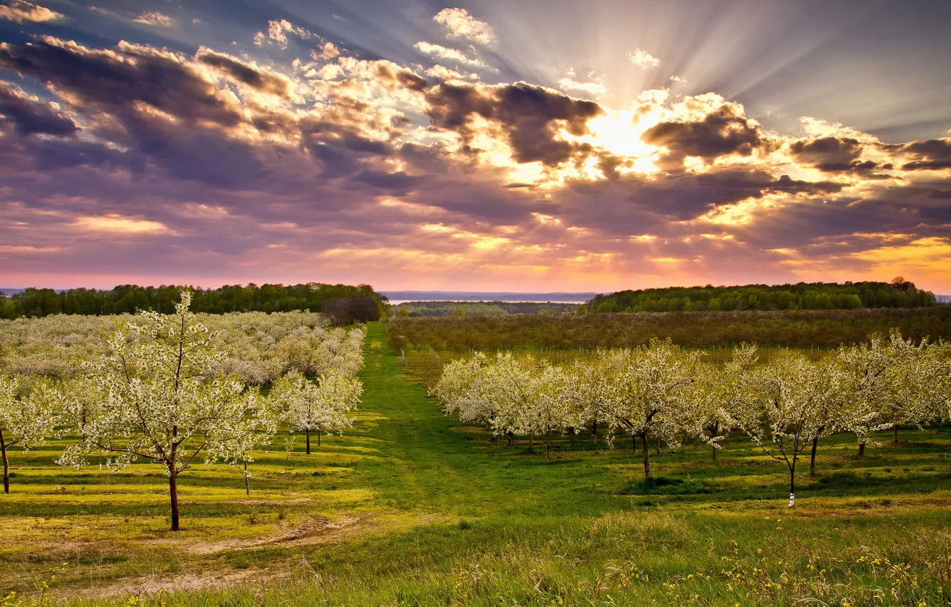 Photo wallpaper landscape, spring, garden