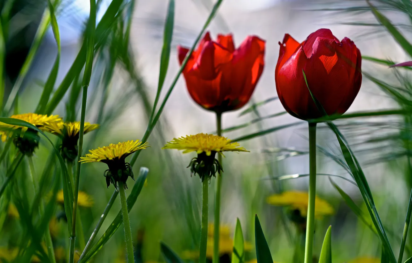 Photo wallpaper field, grass, dandelion, meadow, tulips