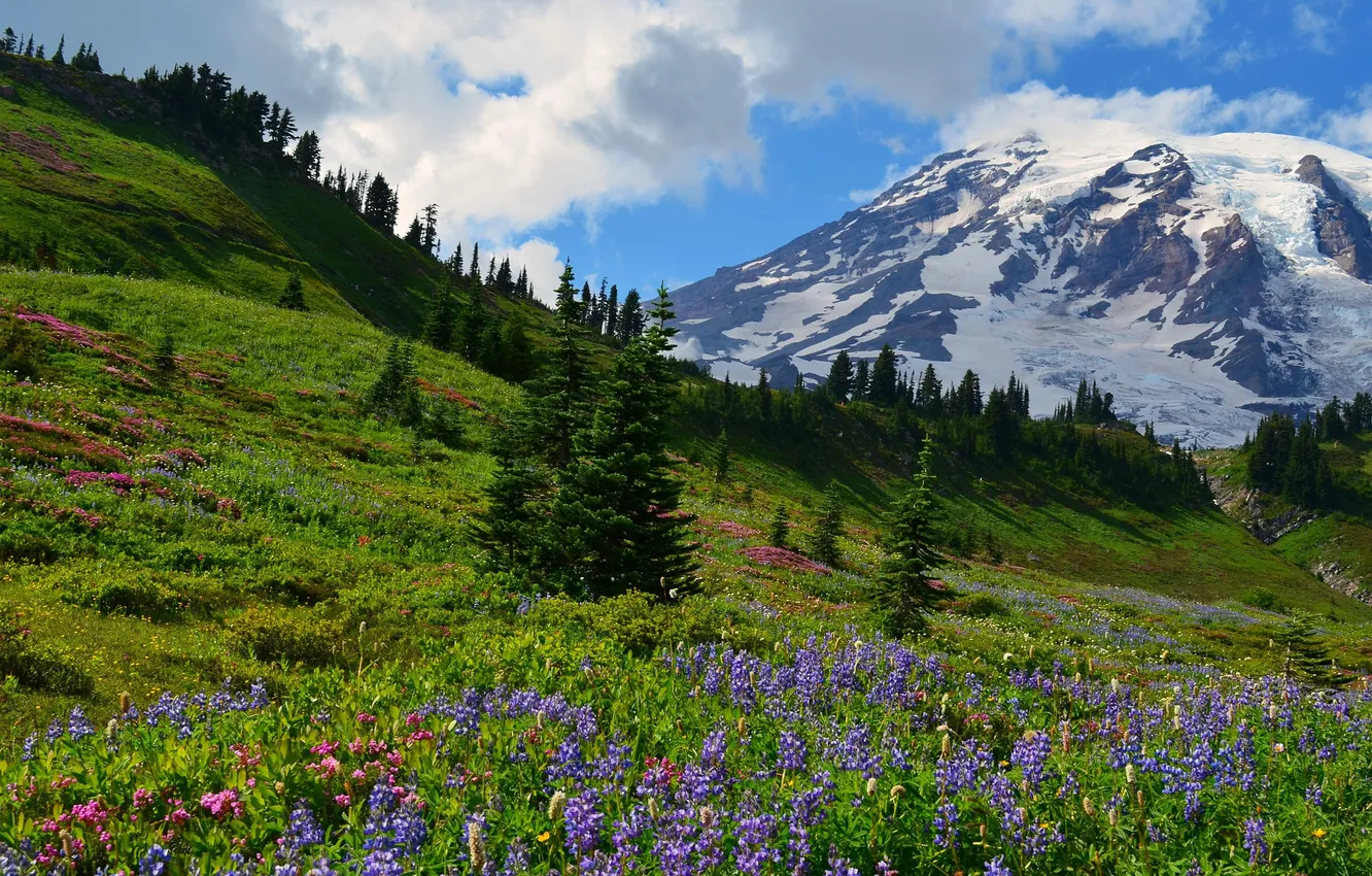 Photo wallpaper trees, flowers, mountains, beauty, space, trees, flowers, mountains