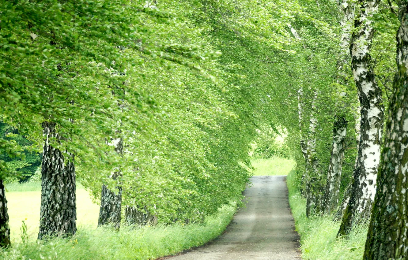 Photo wallpaper road, nature, birch
