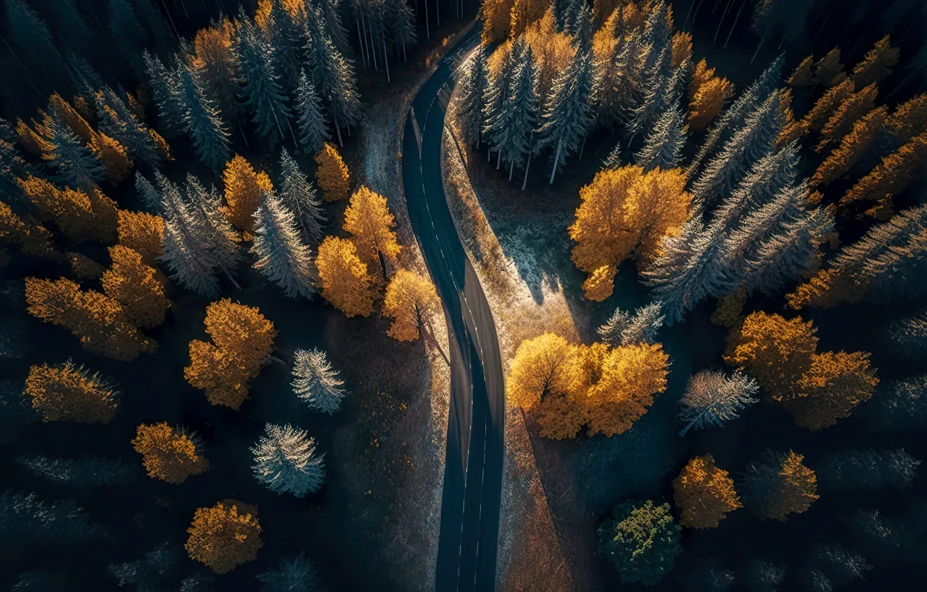 Photo wallpaper road, autumn, forest, landscape, colorful, dark, forest, road