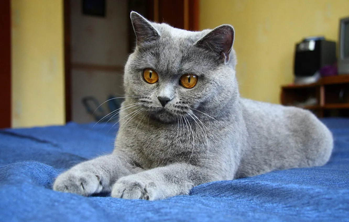 Photo wallpaper cat, eyes, cat, grey, paws, blue background