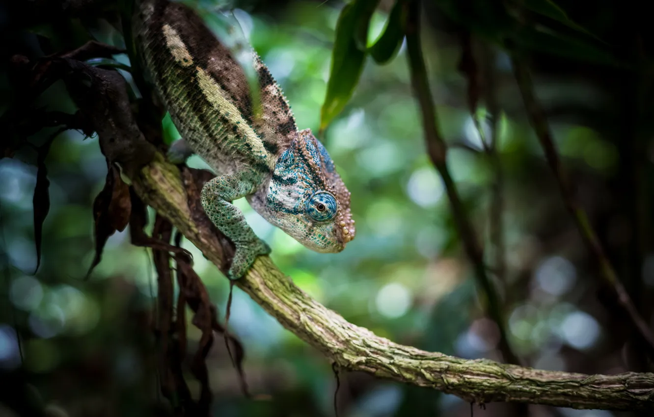 Photo wallpaper macro, chameleon, background