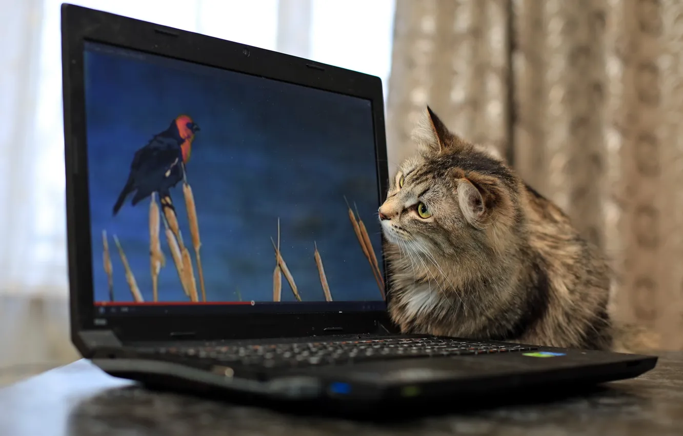 Photo wallpaper cat, background, laptop