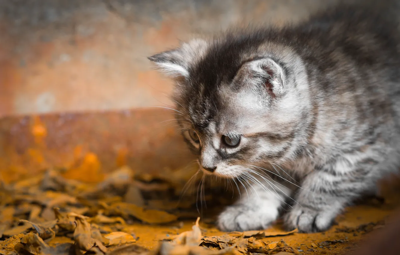 Photo wallpaper cat, look, leaves, pose, grey, baby, kitty, face