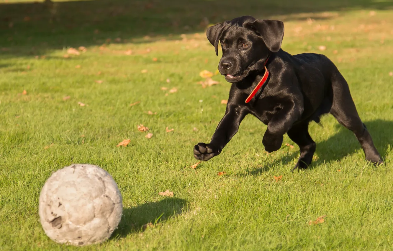 Photo wallpaper grass, the game, the ball, puppy, Labrador Retriever