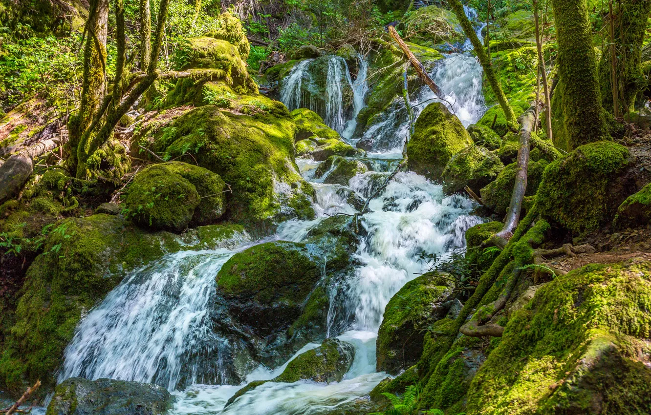 Photo wallpaper greens, forest, stream, stones, waterfall, moss