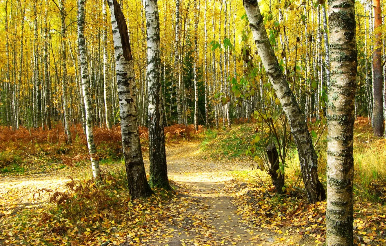 Photo wallpaper autumn, forest, leaves, trees, nature, photo, trail, birch
