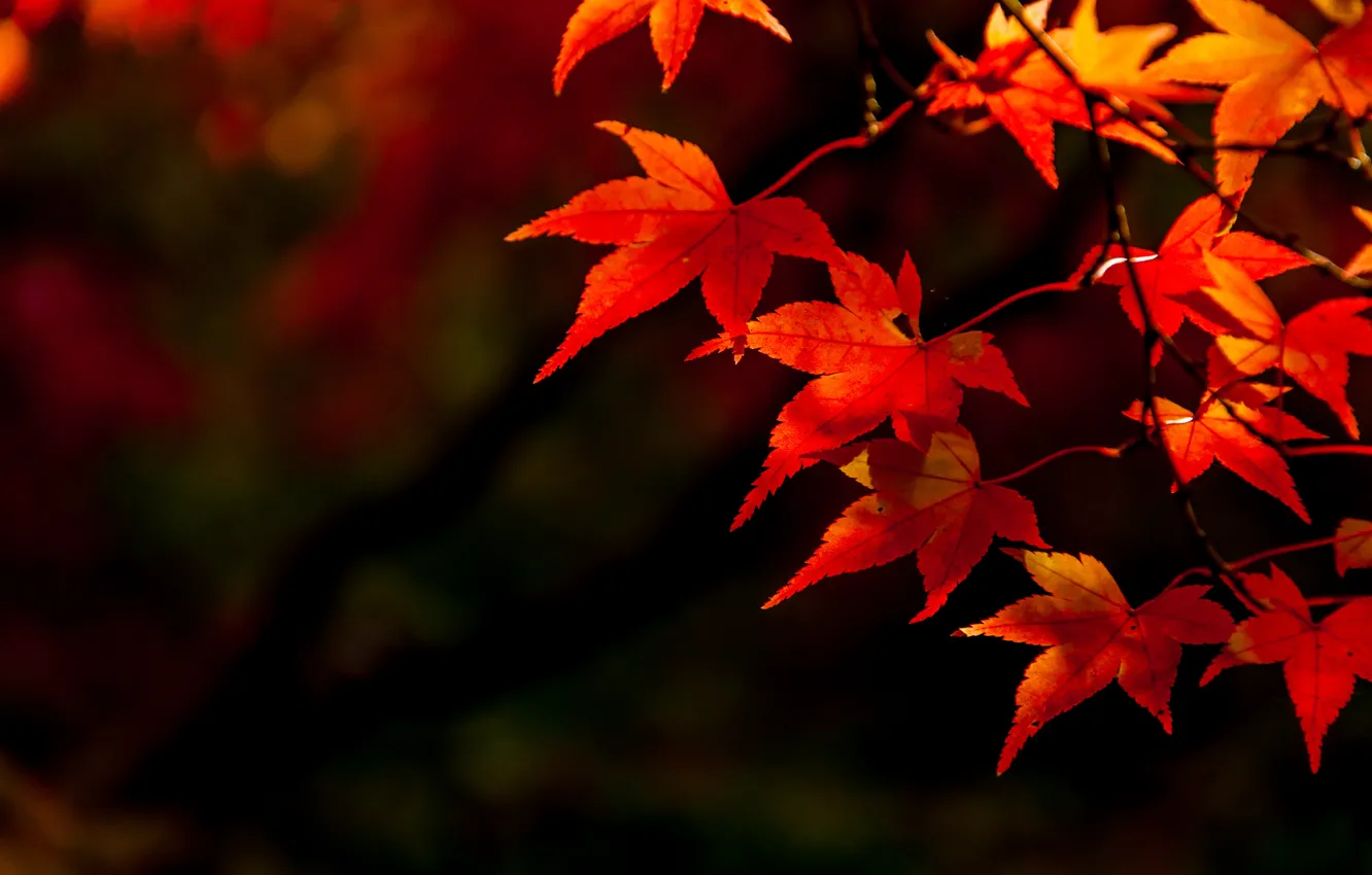 Photo wallpaper autumn, leaves, colorful, maple, autumn, leaves, autumn, maple